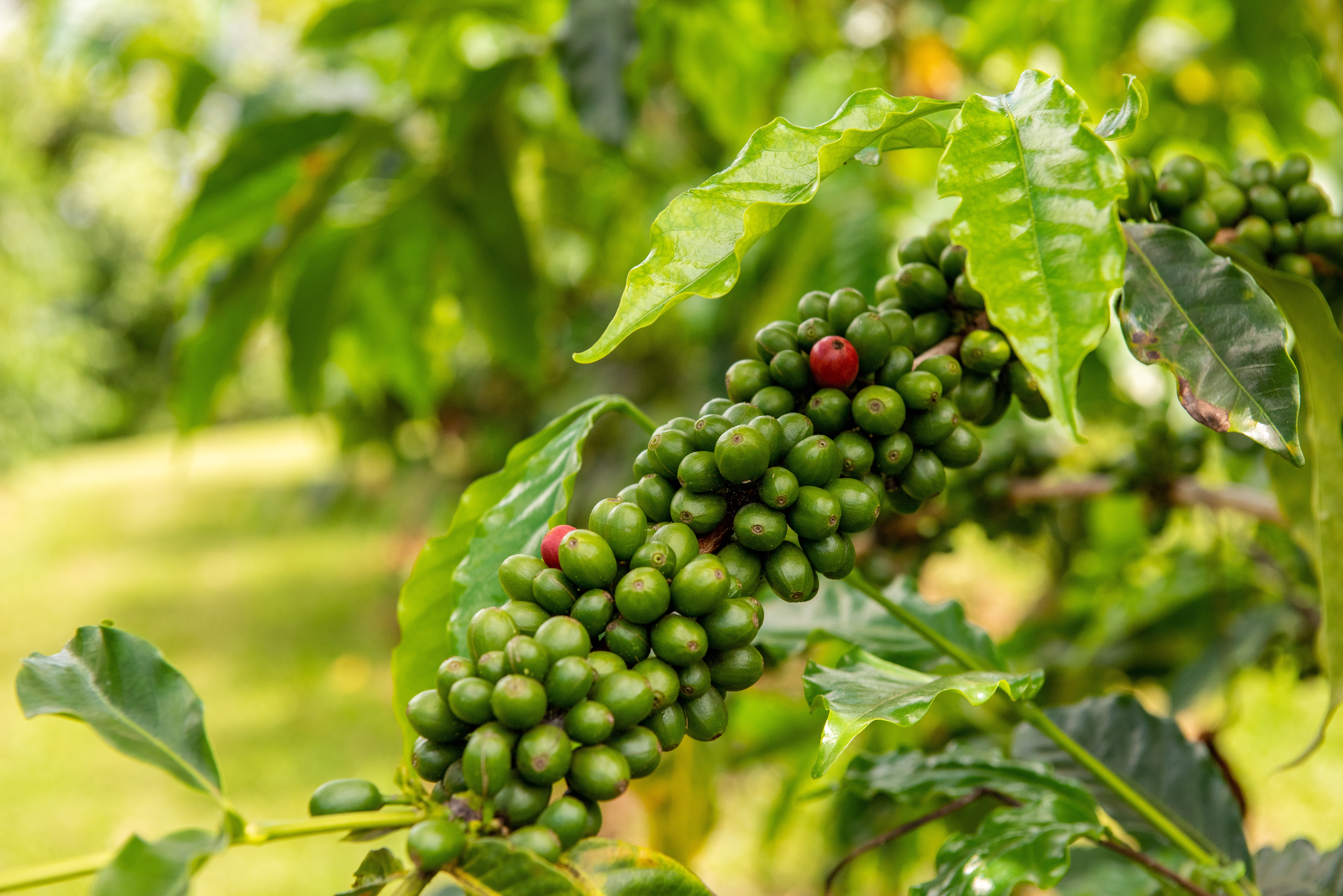 Kona Big Island Coffee Shutterstock 2237685399