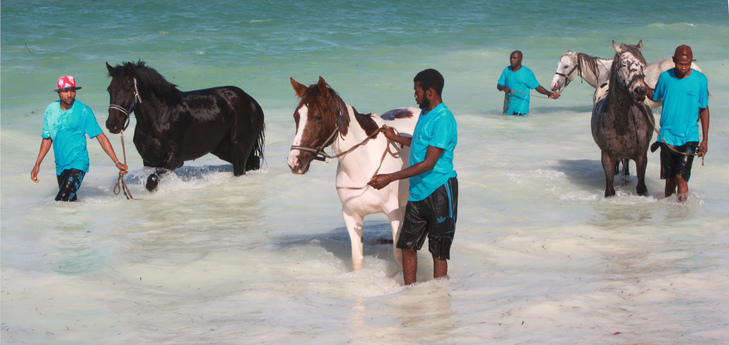 Neptune Pwani Swimming With Horses 11