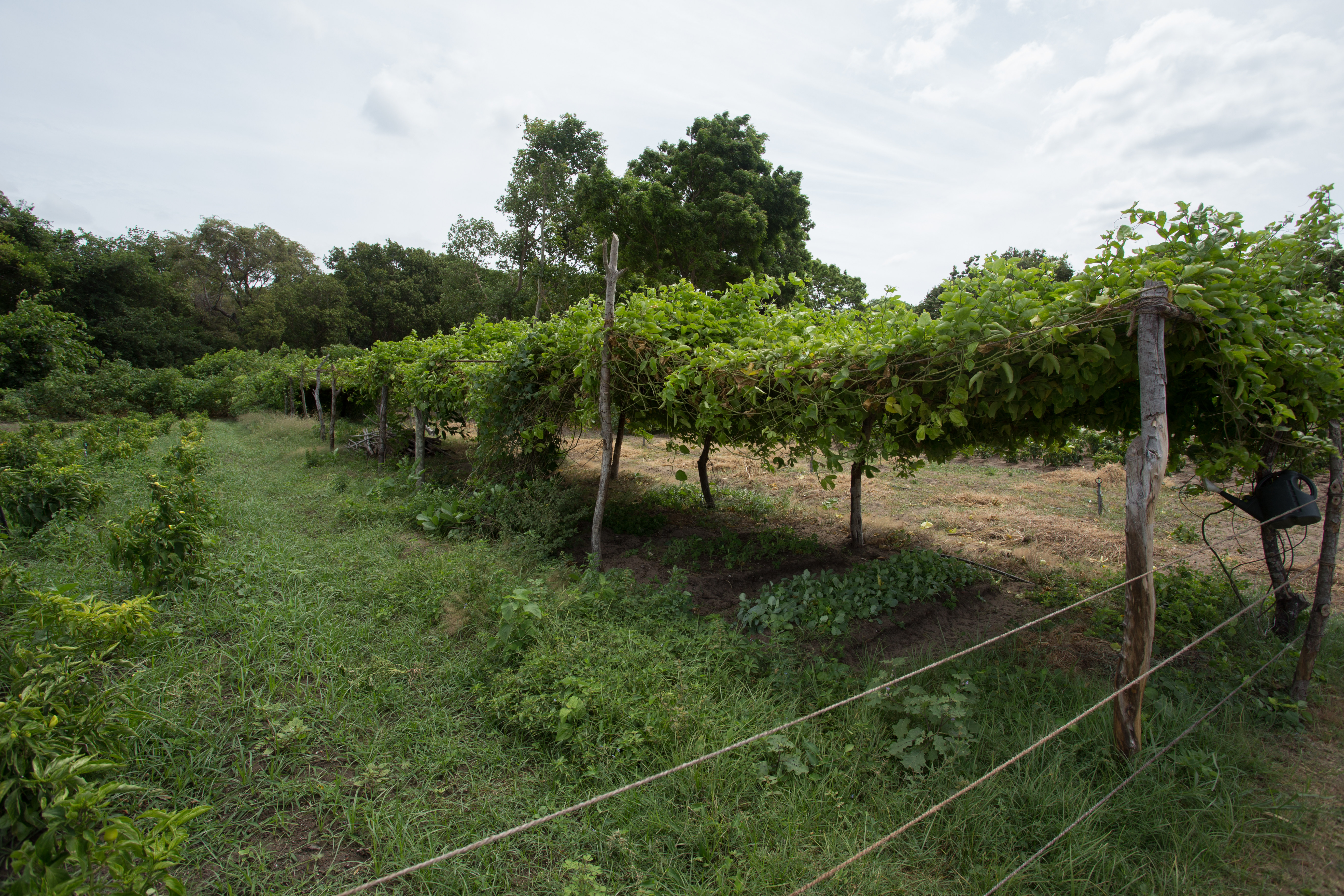 Organic Farm Crops