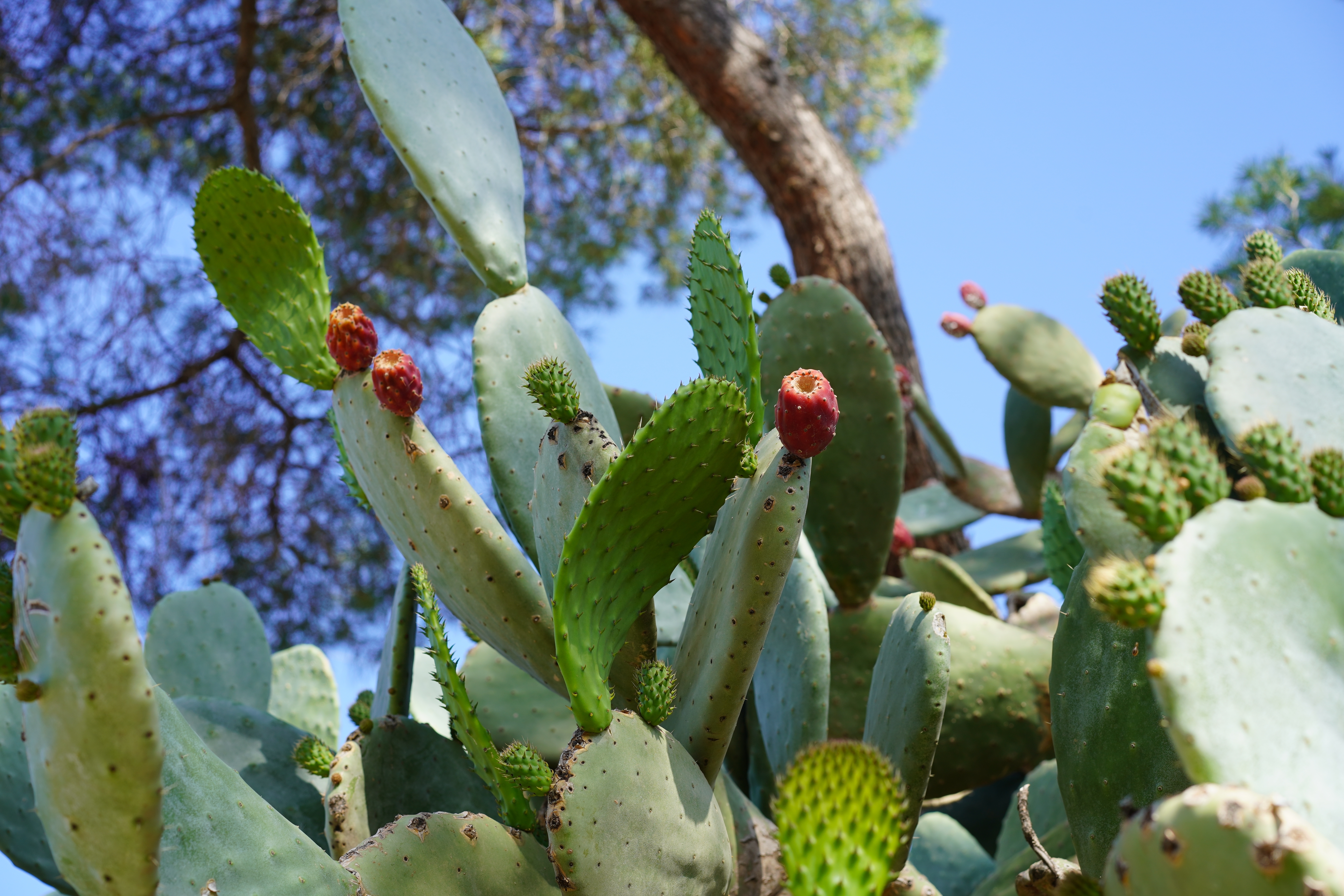 Historical Botanical Garden In Málaga Shutterstock 2451133935 (1)