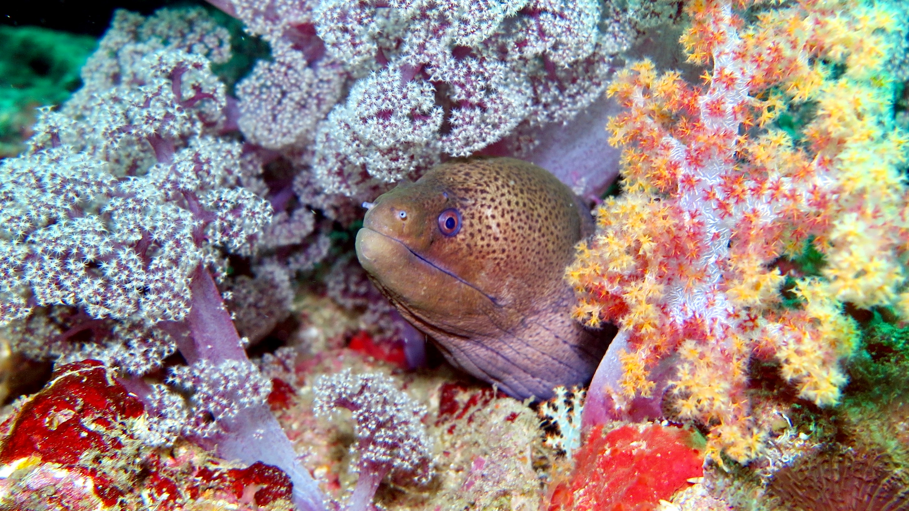 Hin Daeng Diving Ved Koh Lanta Shutterstock 1430304077