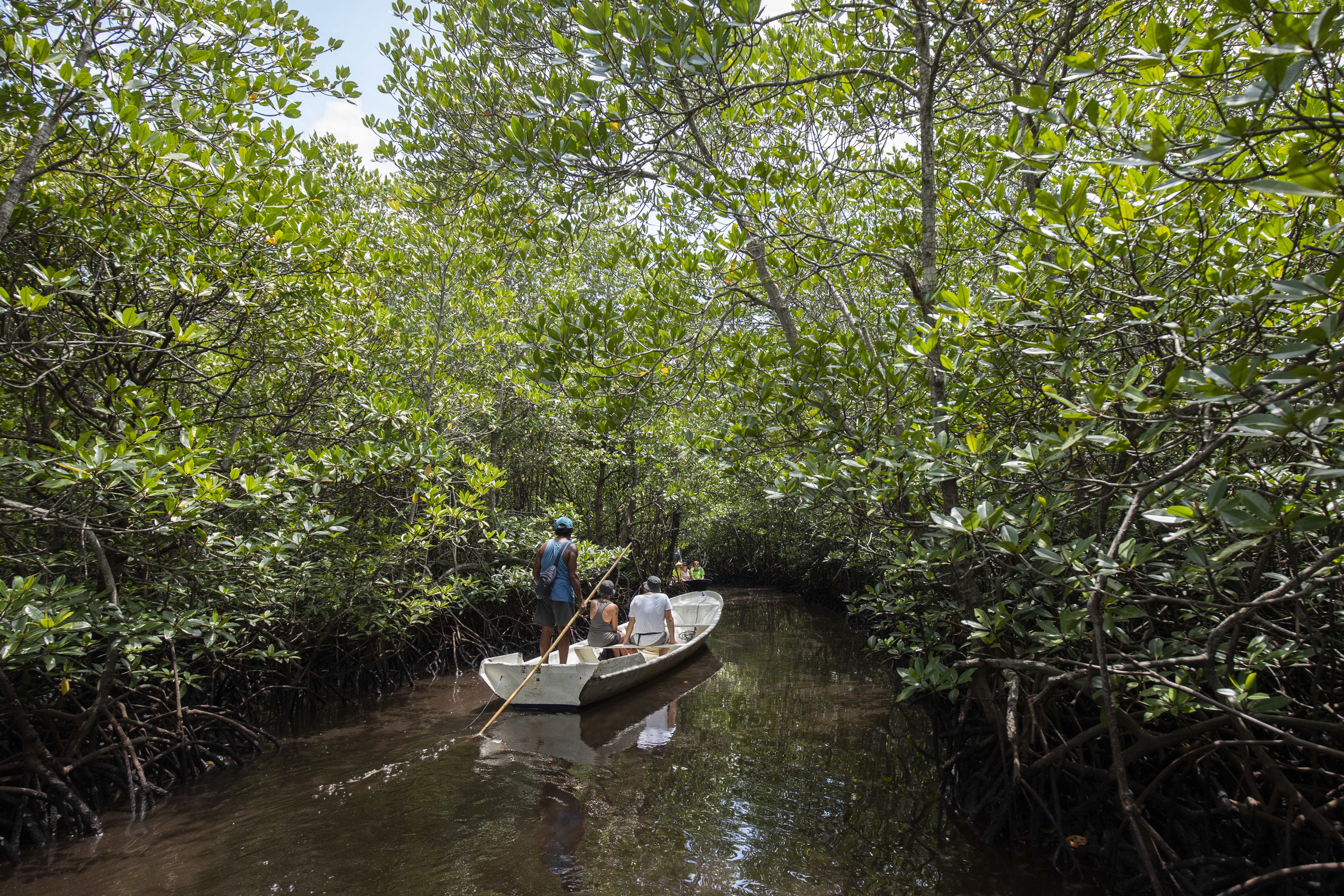 Mangrove Tour