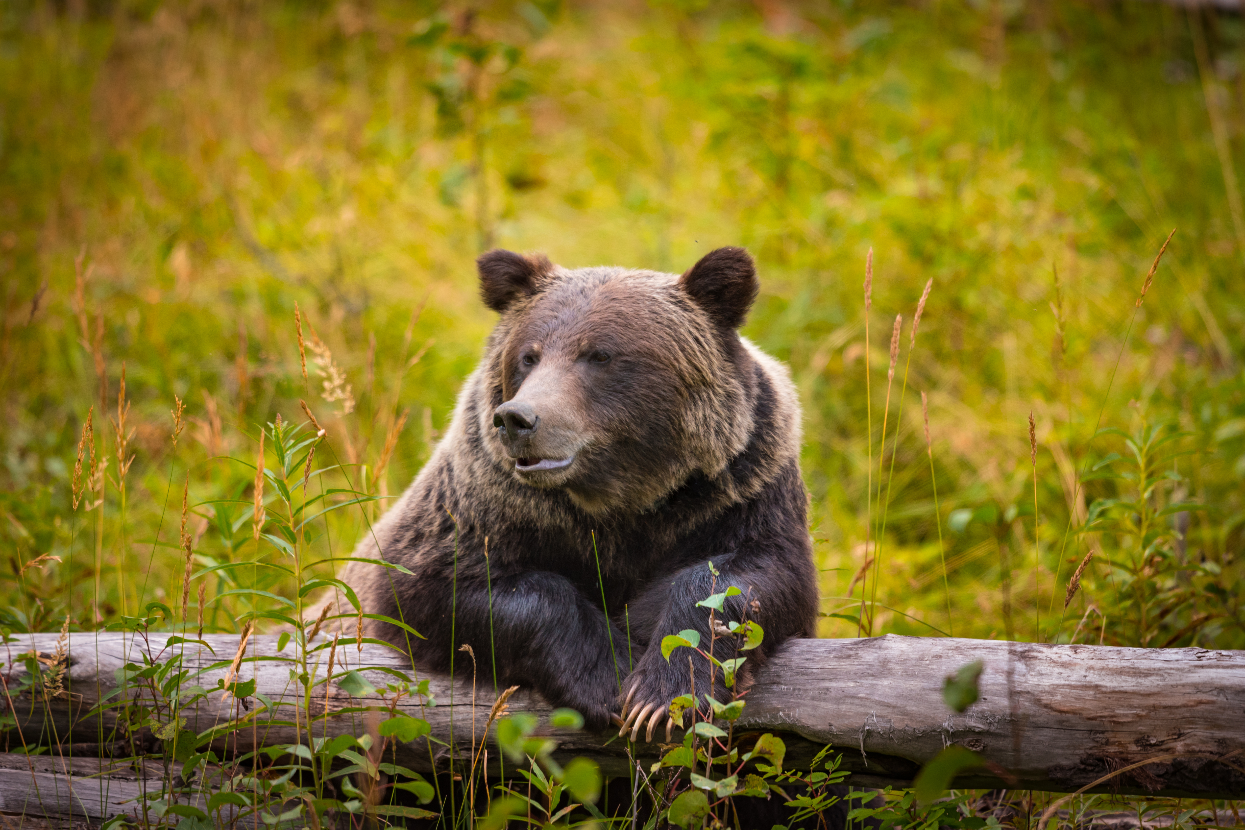 Grizzly Shutterstock 522134536