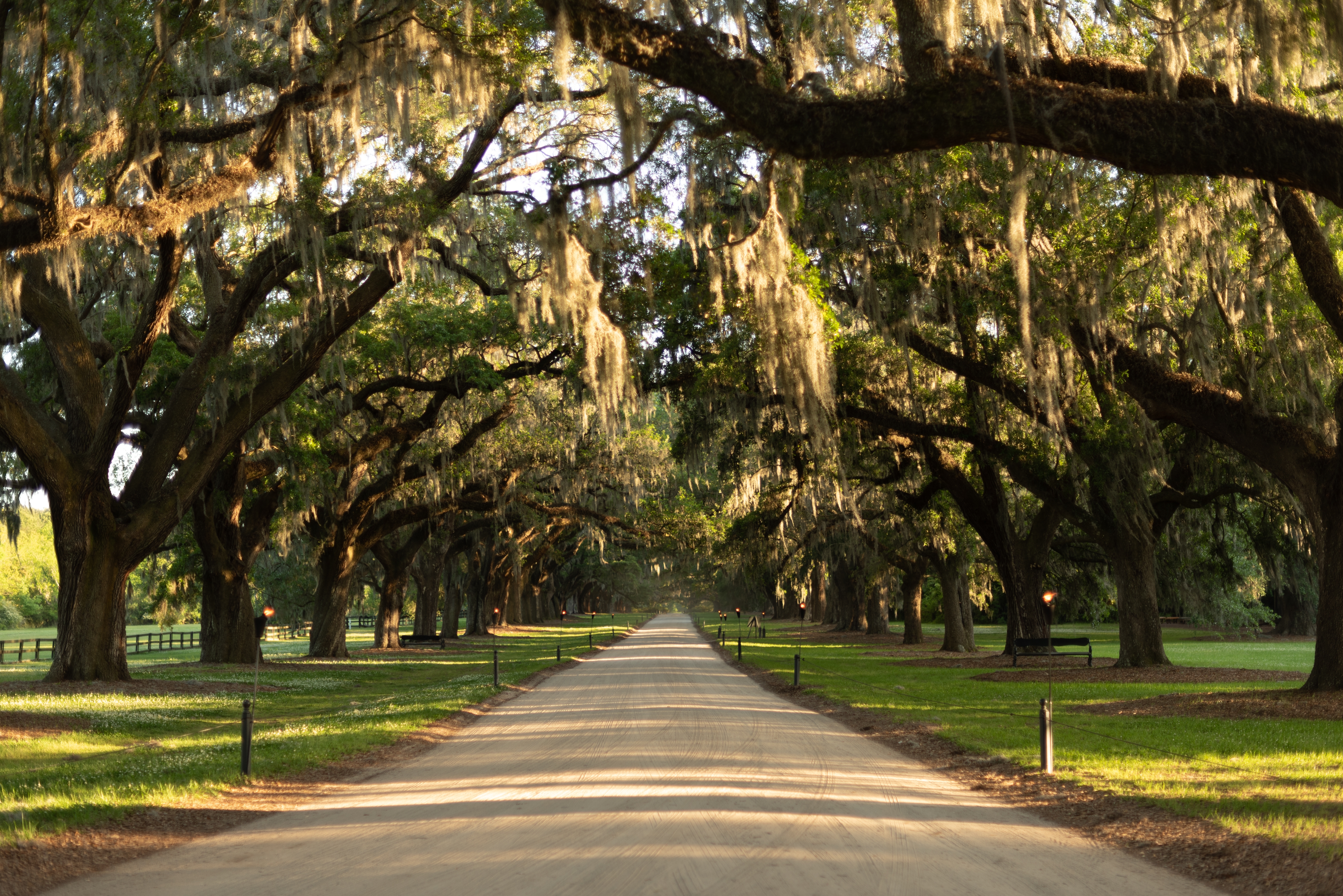 Shutterstock 2463375275 Boone Hall Plantation, Mt. Pleasant, SC, USA, May 2,2018 Old Oak Trees In The Boone Hall Plantation Estate