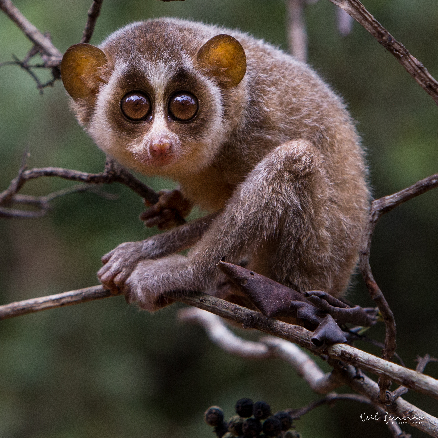 Copy Of Copy Of Copy Of Nature Trails Copy