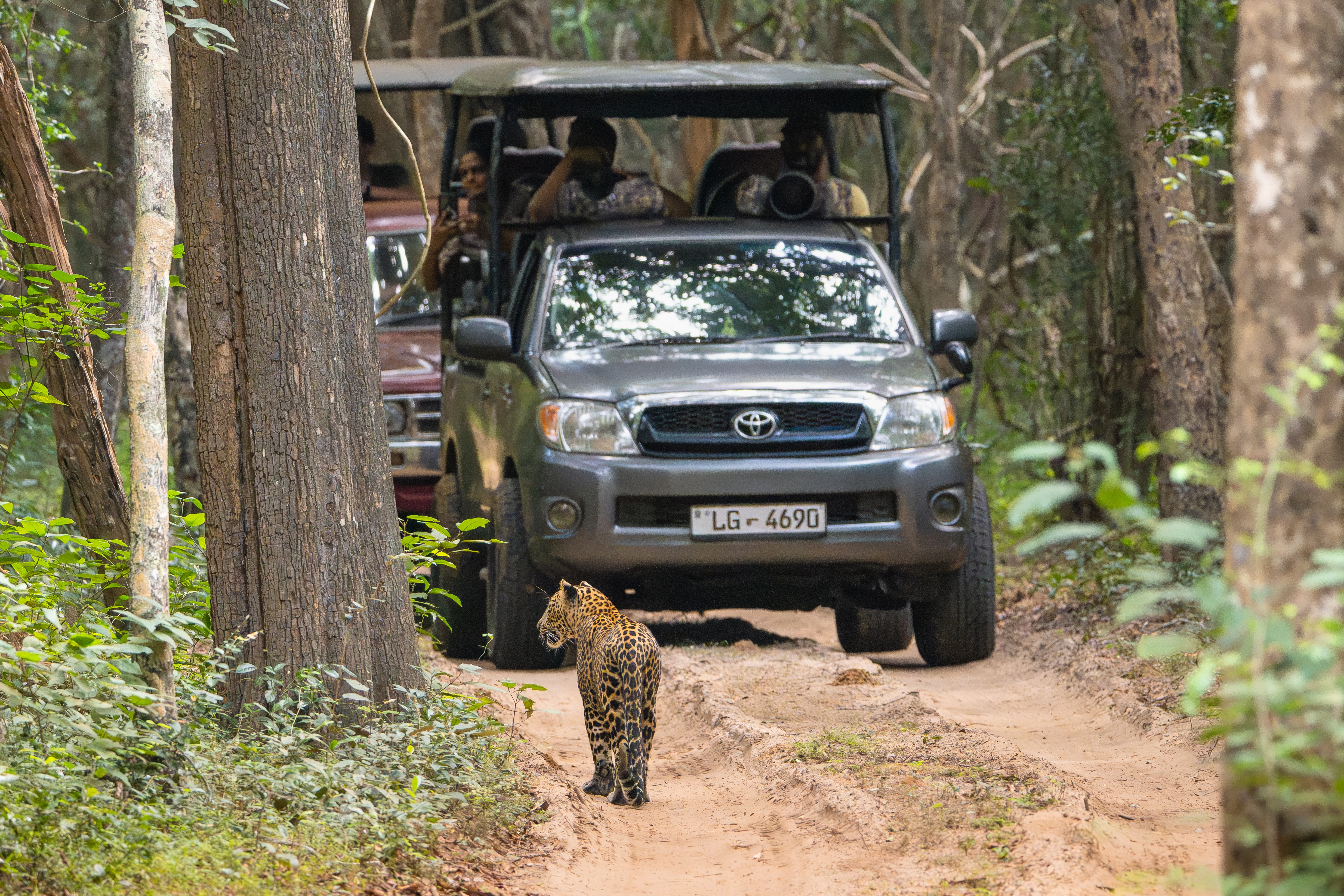 Shutterstock 2595691943 (5.01.2025 Wilpattu Nationalpark I Sri Lanka. Turist På Safari Observere Sri Lankian Leopard Panthera Pardus Kotiya.)