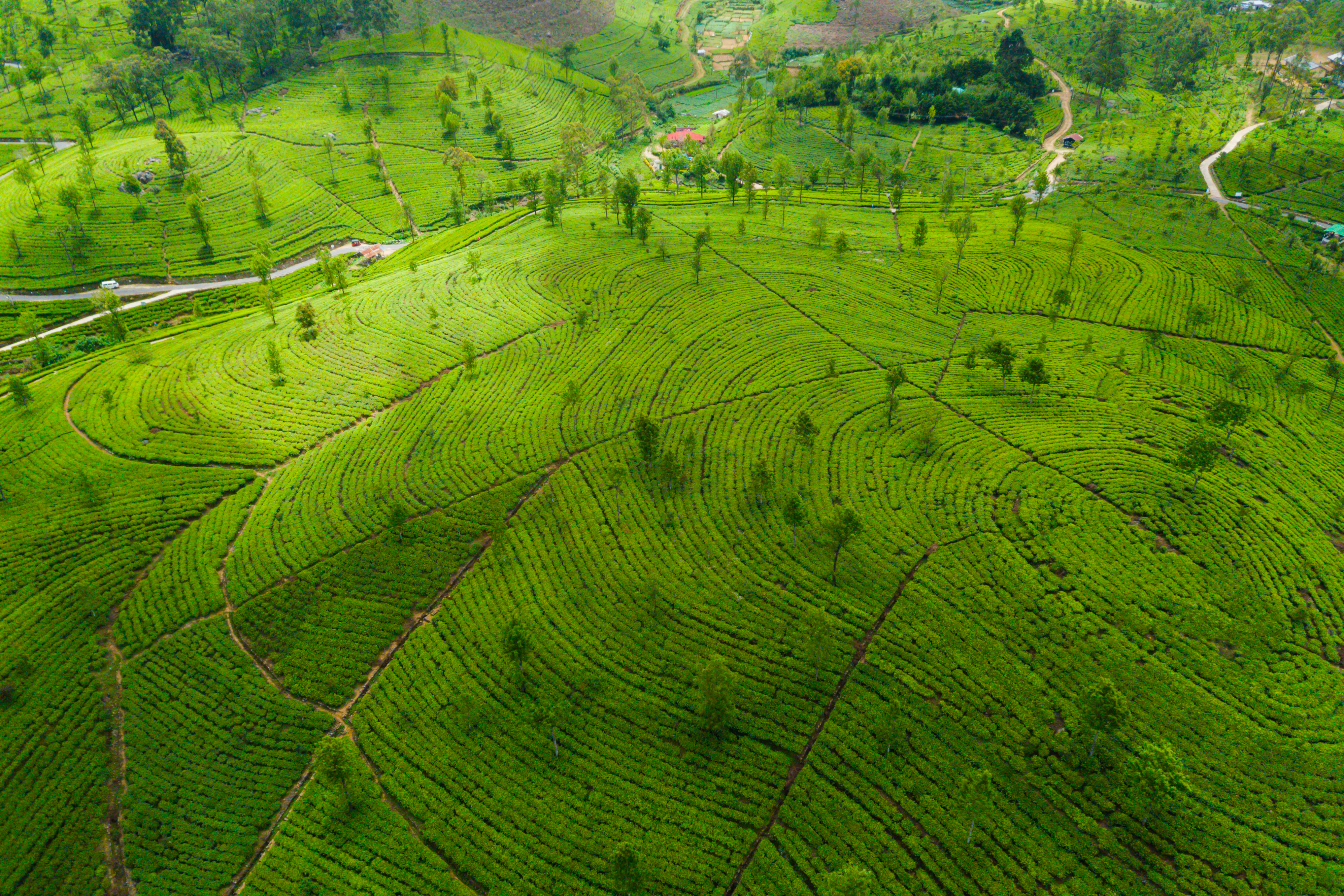 Shutterstock 1059683927 (Tea Plantations In The Mountains. Aerial Top View)