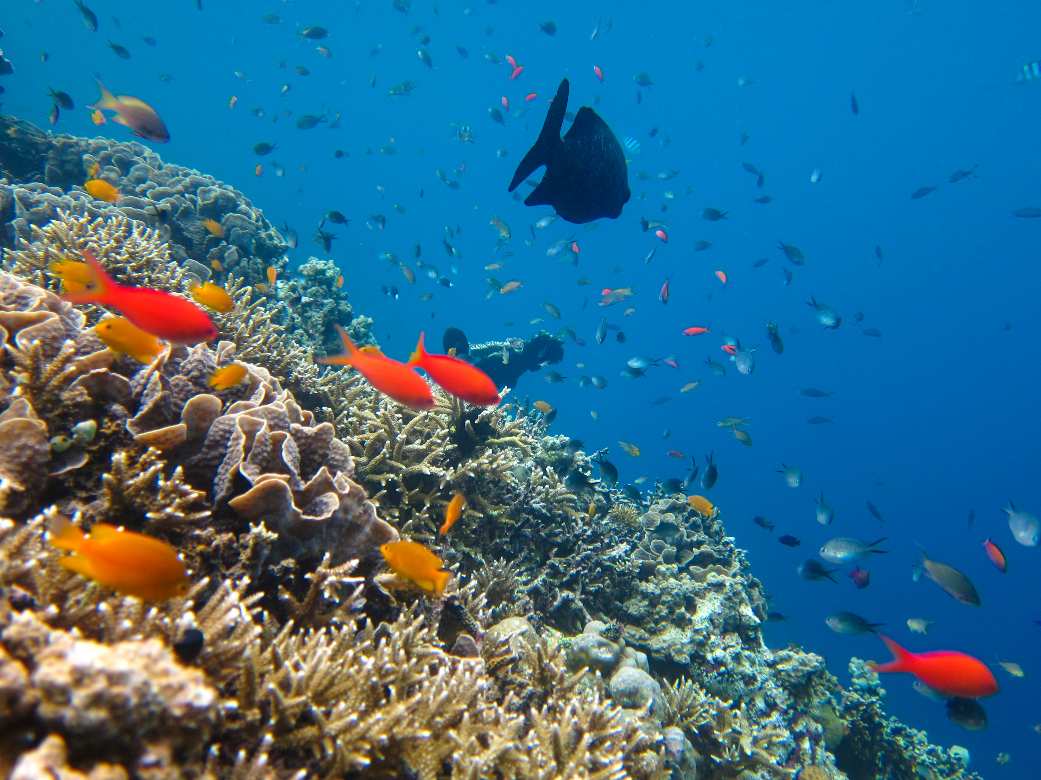 Shutterstock 1132525004 Menjangan Island, Bali Indonesia