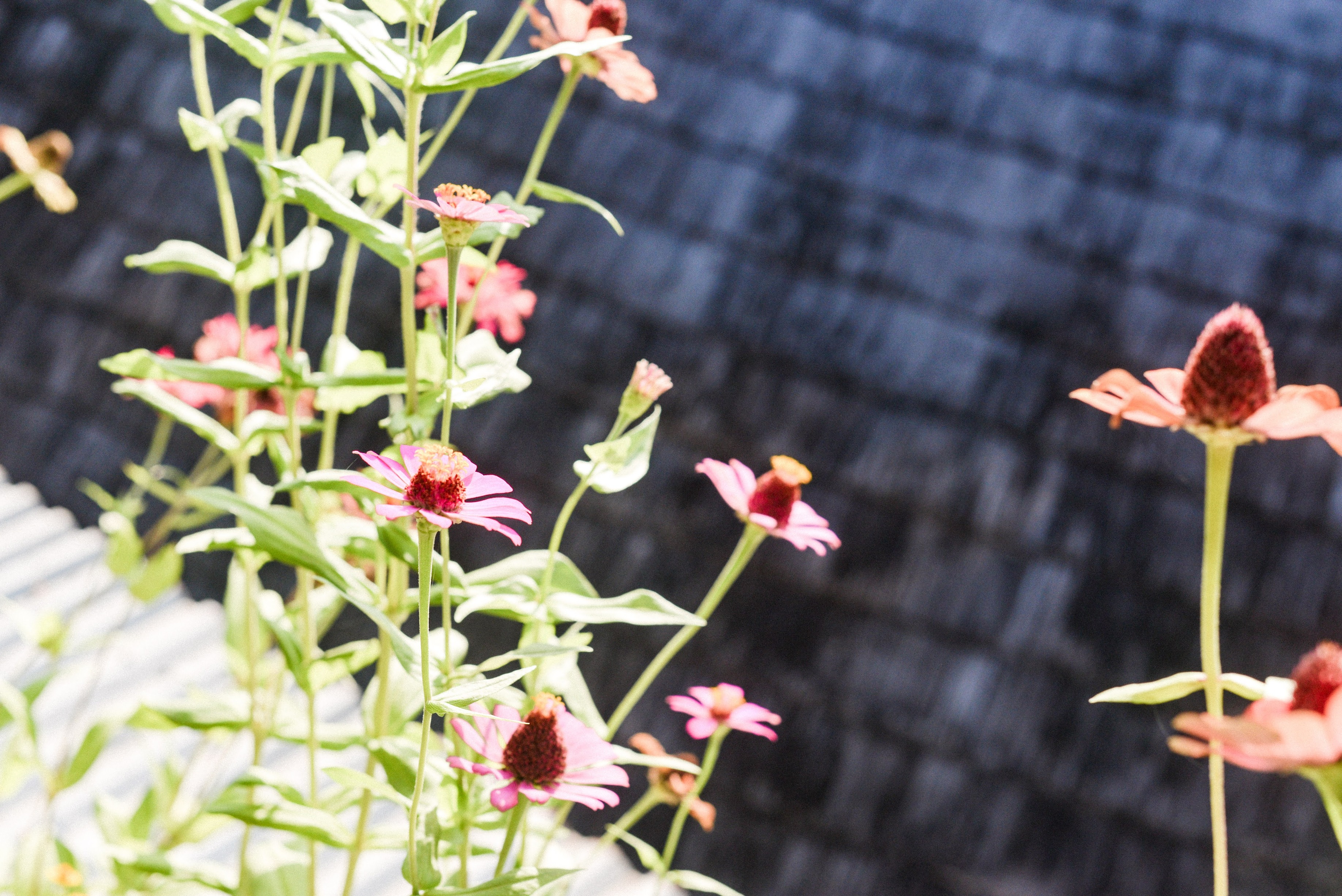 ZHC 105 SEPTEMBER 23 (4)