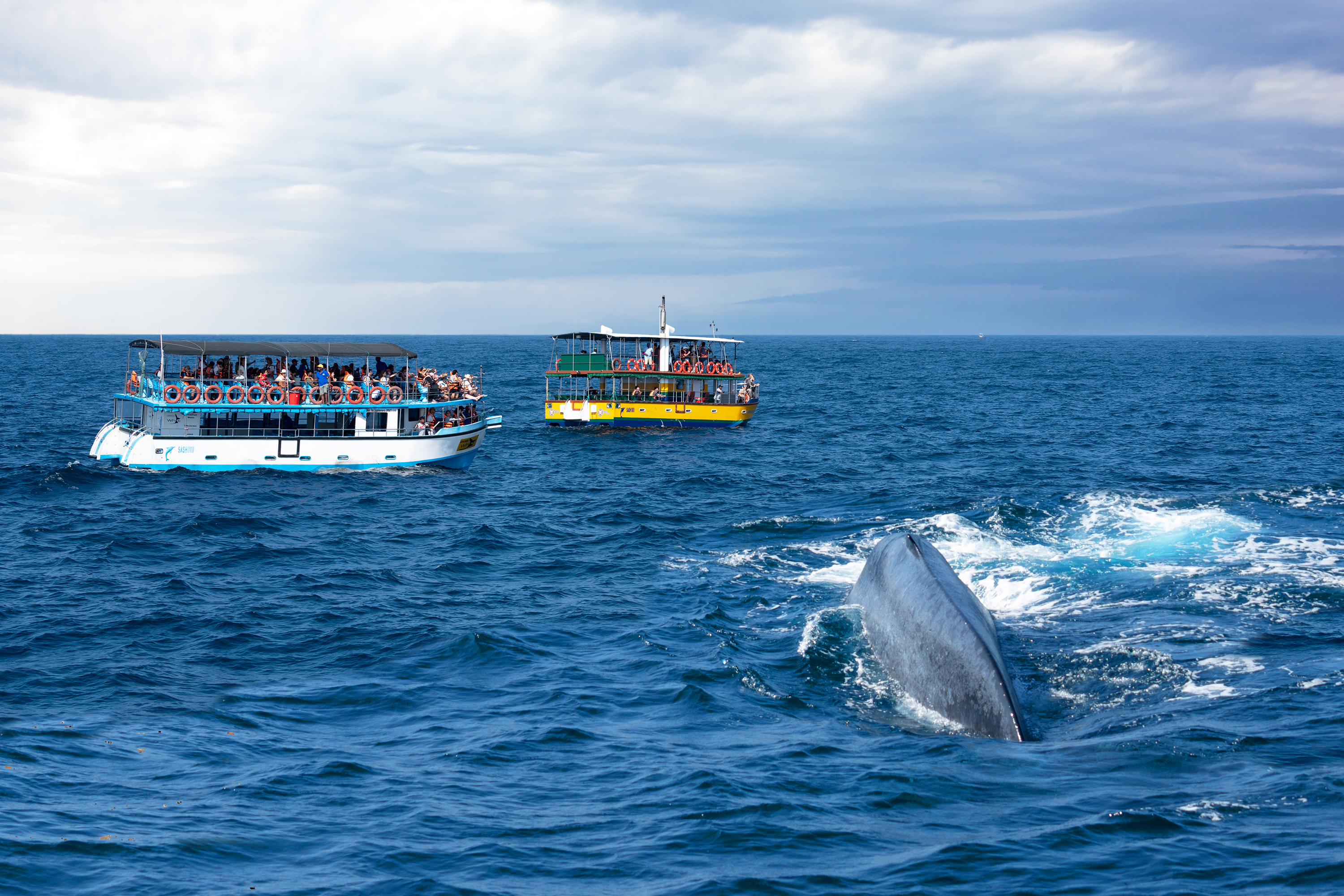 Shutterstock 1643275567 (Mirissa, Sri Lanka Feb 12, 2020 Tourist Boats In Ocean On Whale Safari.)