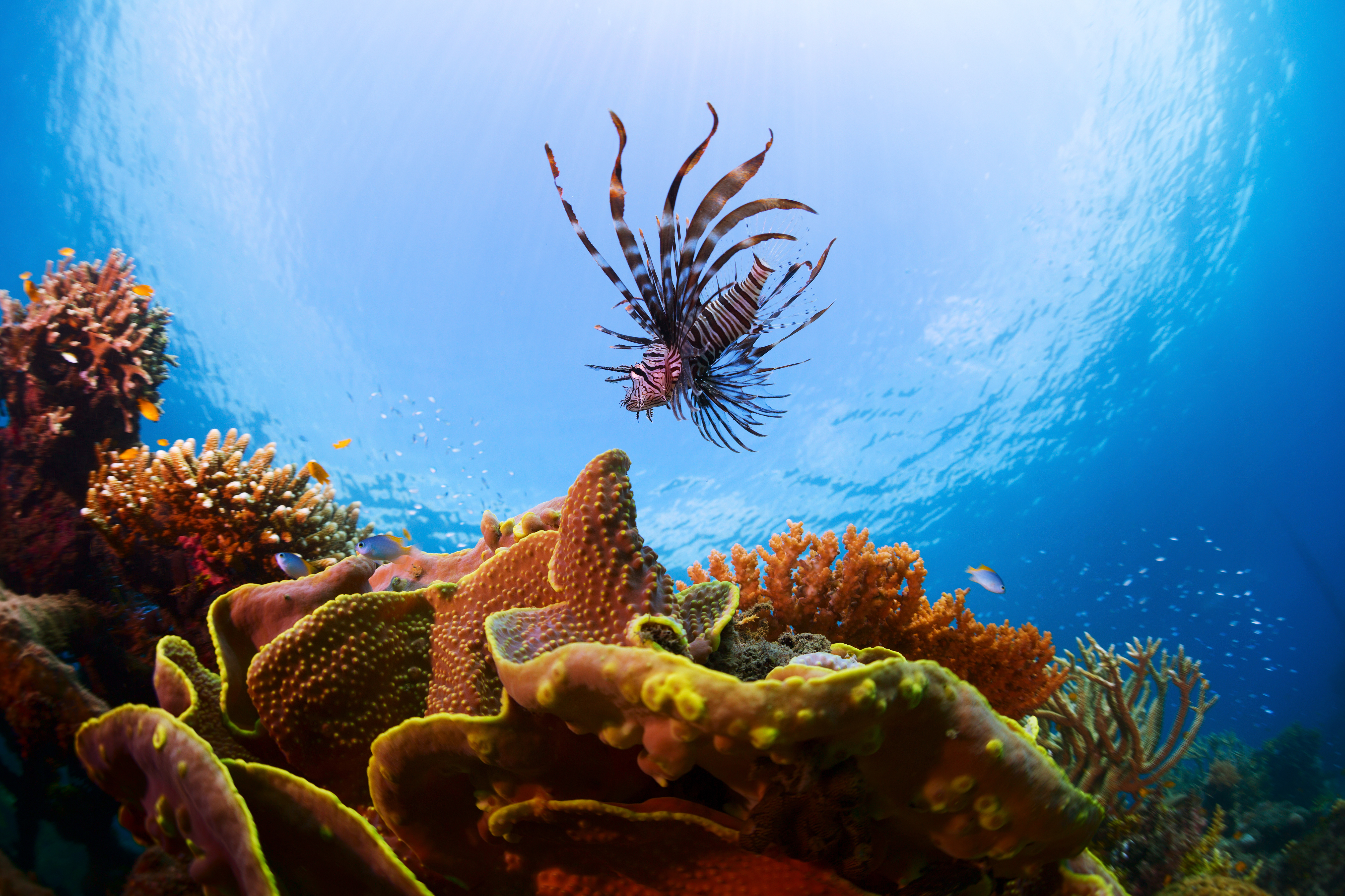 Shutterstock 196377359 (Underwater Shot Of Lionfish Over Vivid Coral Reef)