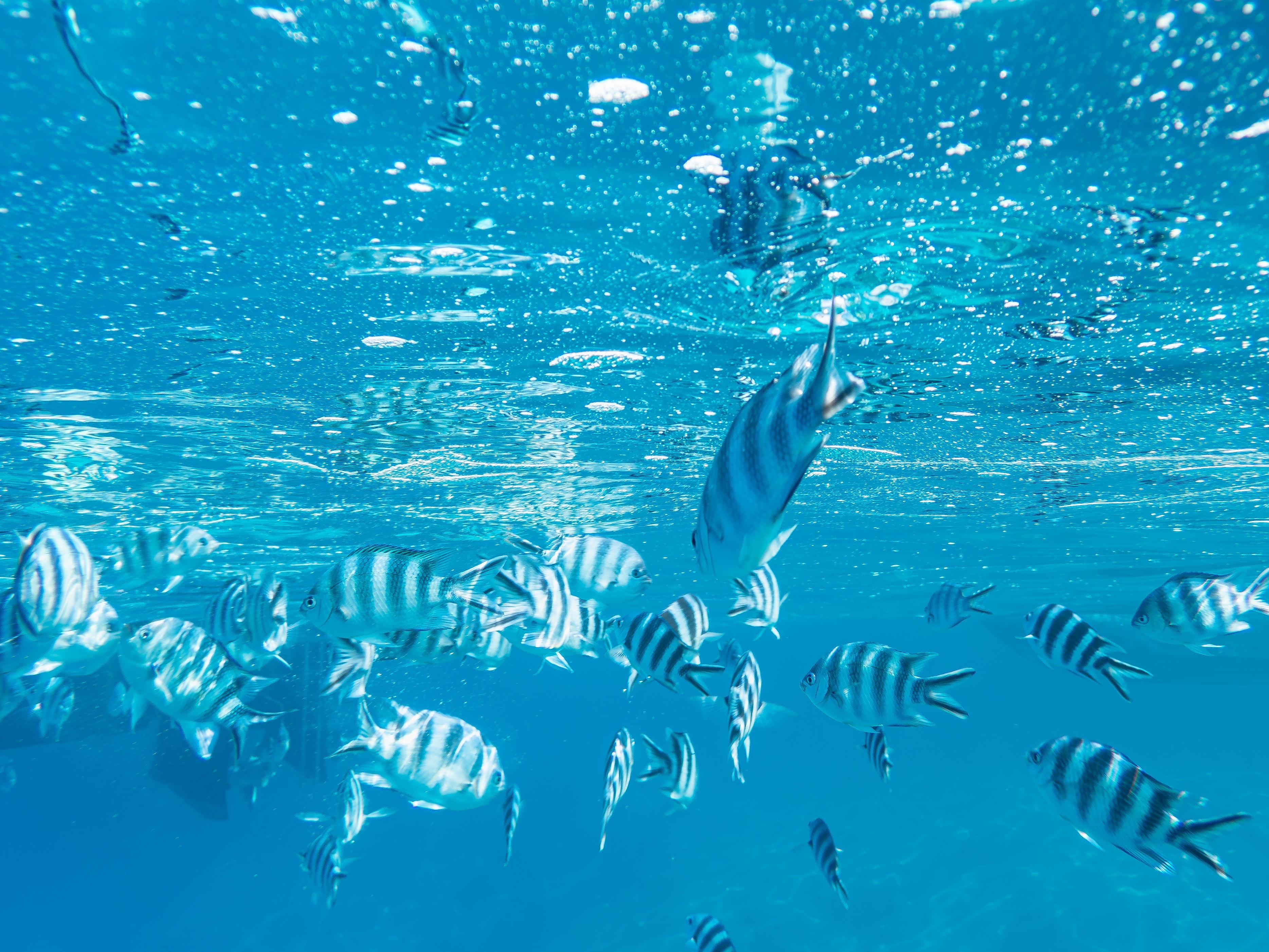 Shutterstock 2550791245 Skolen Af Damselfisk Tæt På Havoverfladen Set På St. Pierre Island, En Del Af Curieuse Marine National Park