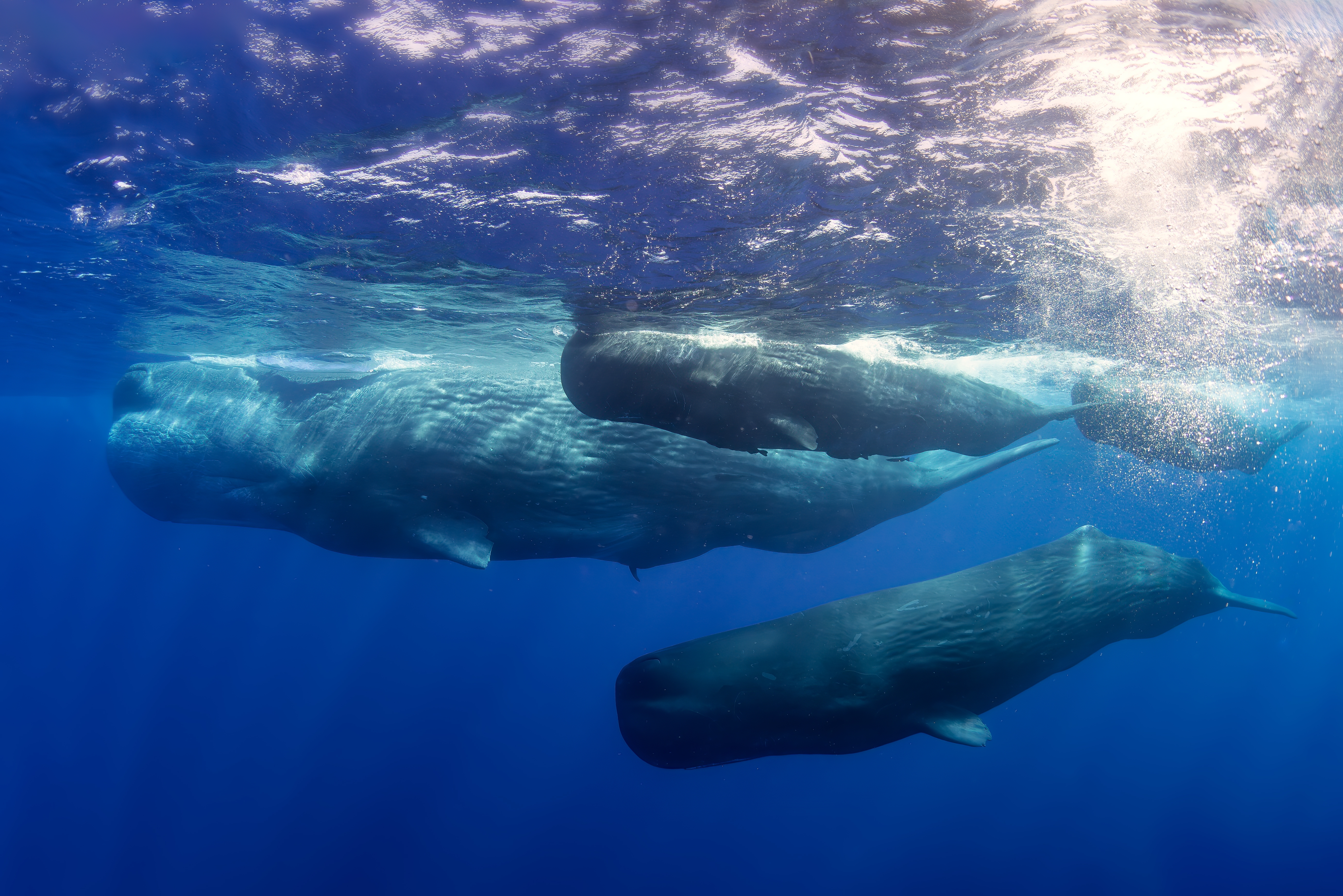 Shutterstock 2525459859 Kaskelothval Physeter Macrocephalus, Ikonisk Stort Havpattedyr Og Det Største Tandrovdyr Fra Verdenshavene, Det Indiske Ocean