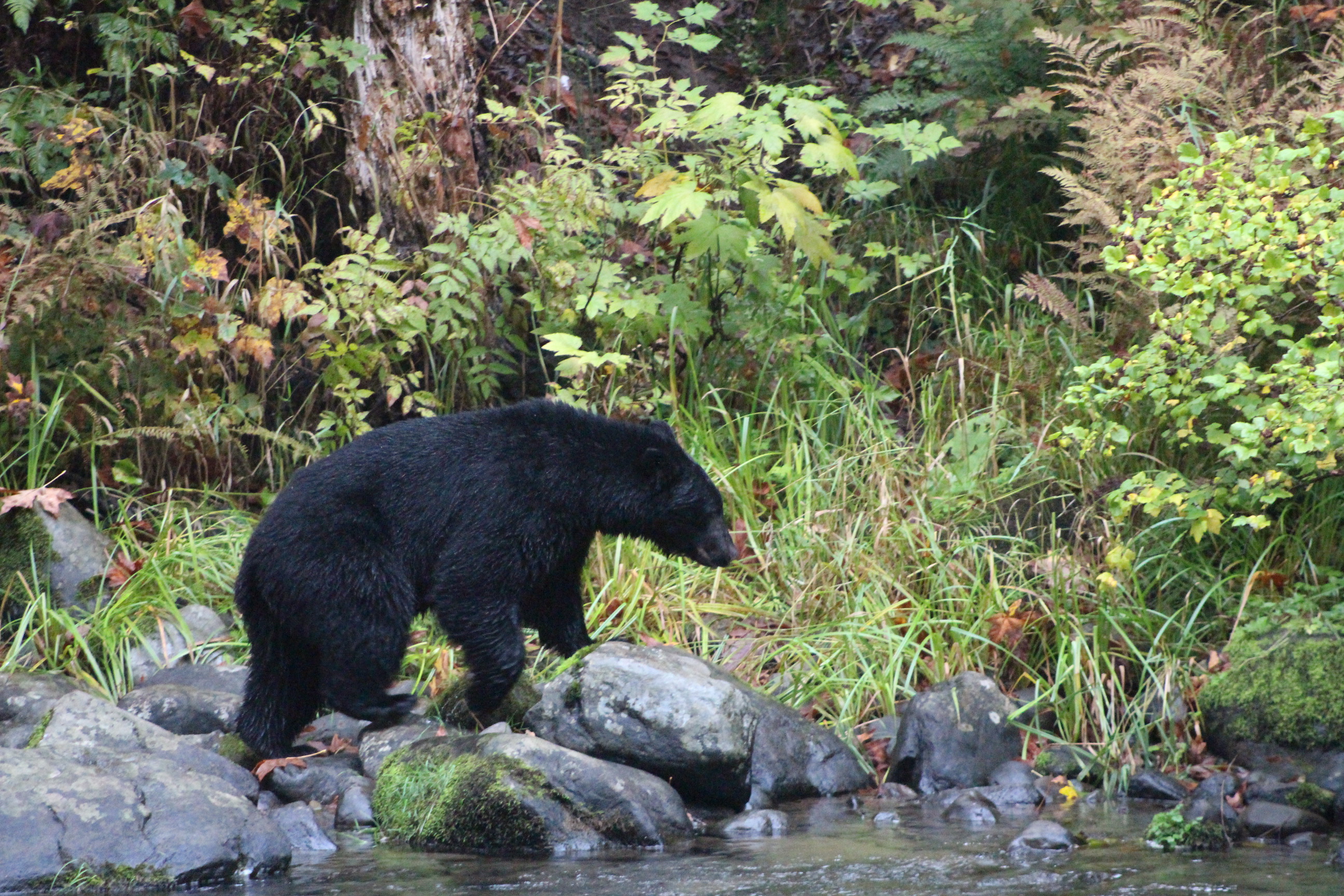 Sortbjørn Ved Elk Falls Campbell River HSTDOK Canada 2024 (92)