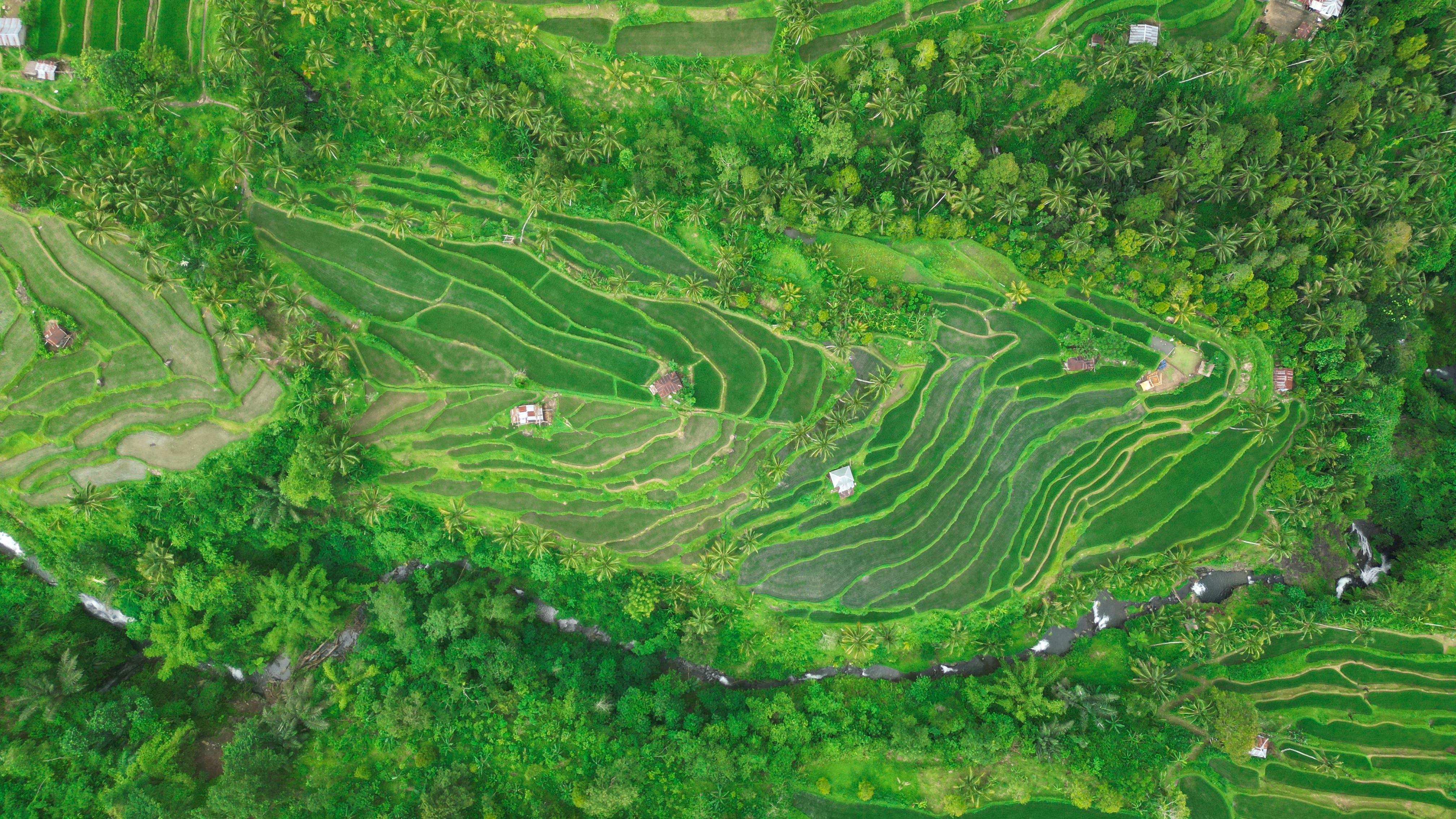 Shutterstock 2306961985 (Aerial View Of Amazing Rice Fields In Munduk Bali. Indonesia.)