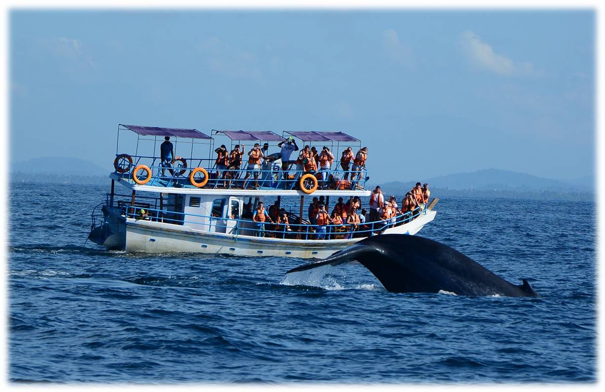 Hvalsafari