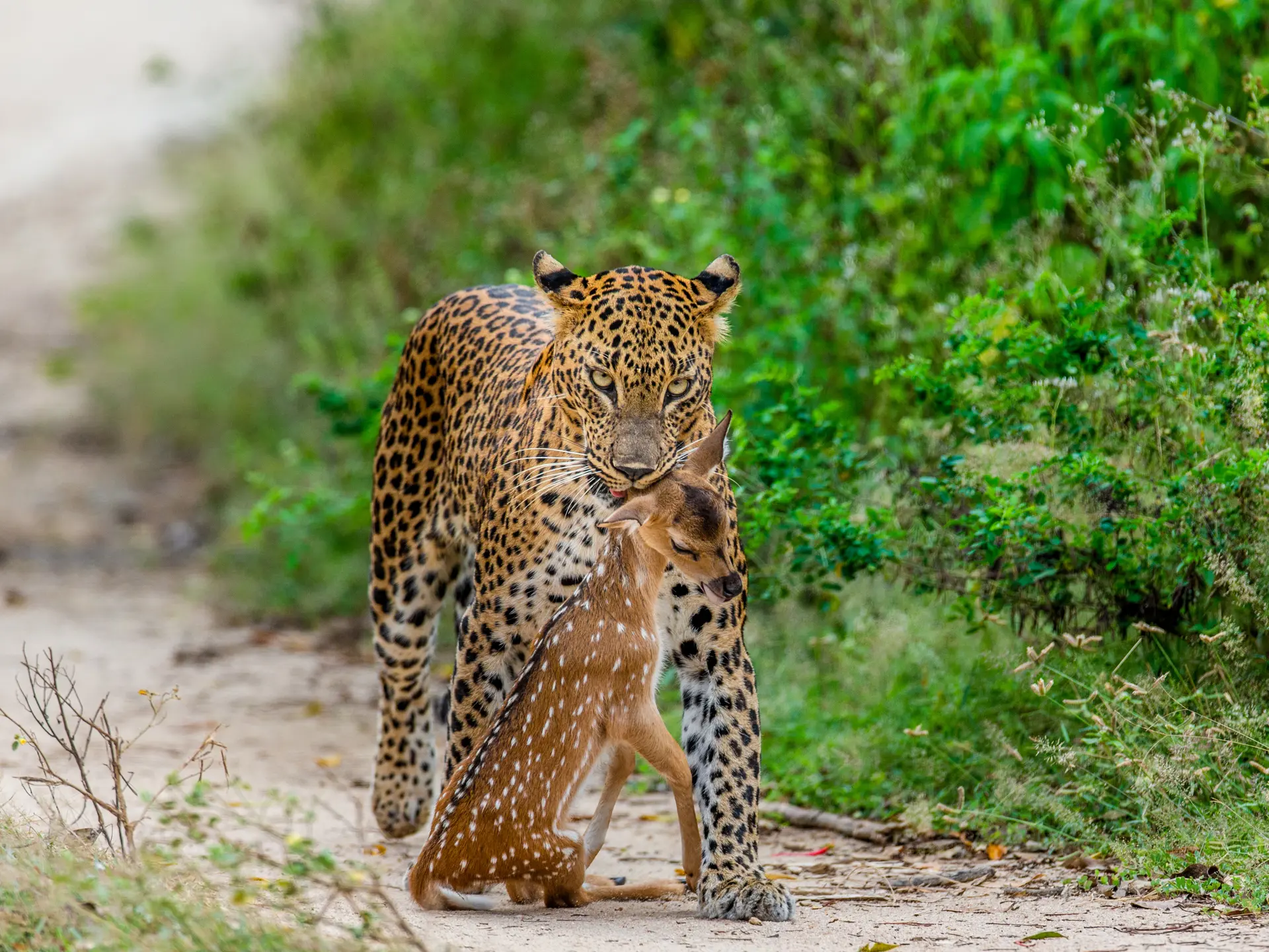 Adobestock 303194416