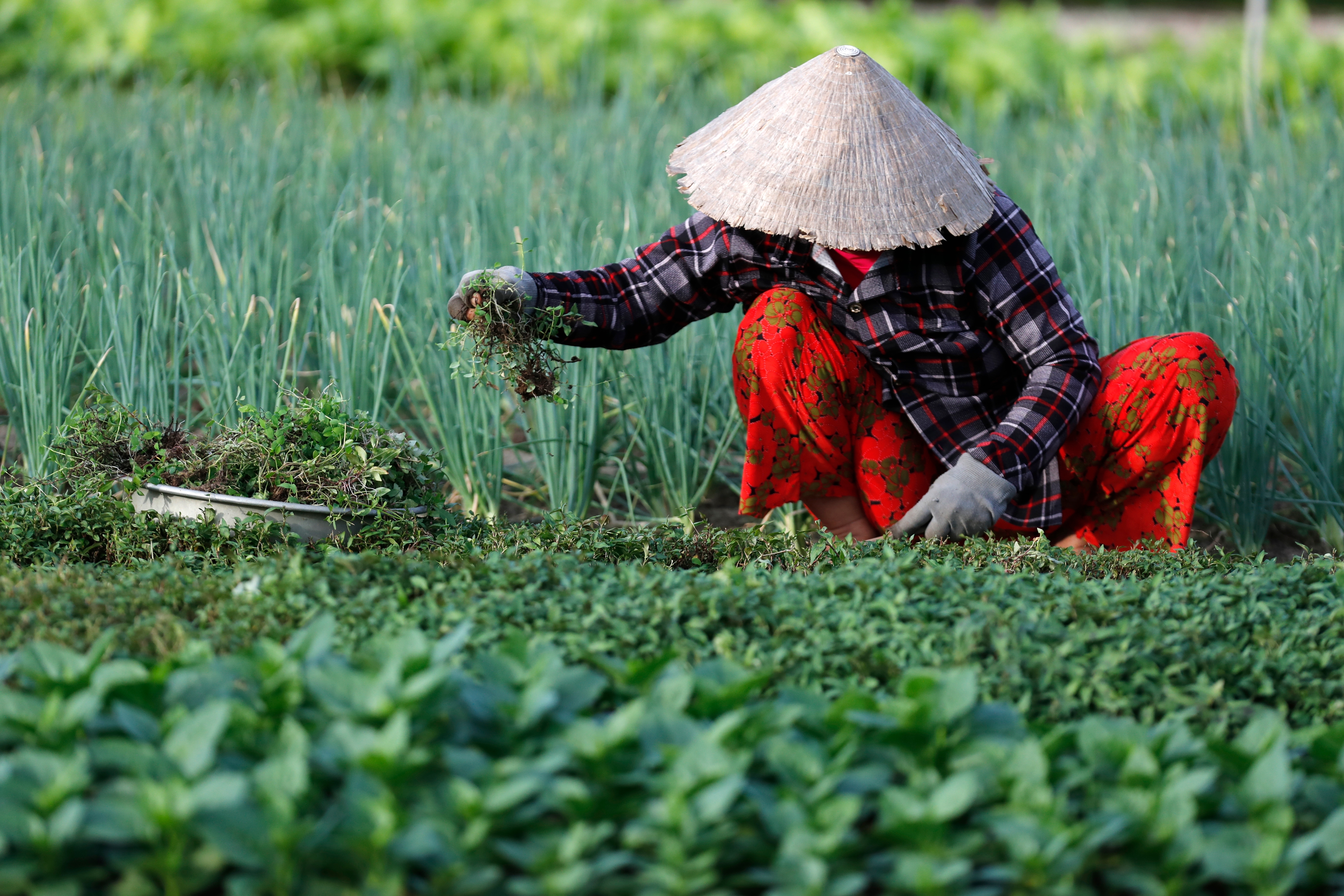 Tra Que Ved Hoi An Shutterstock 2250625859