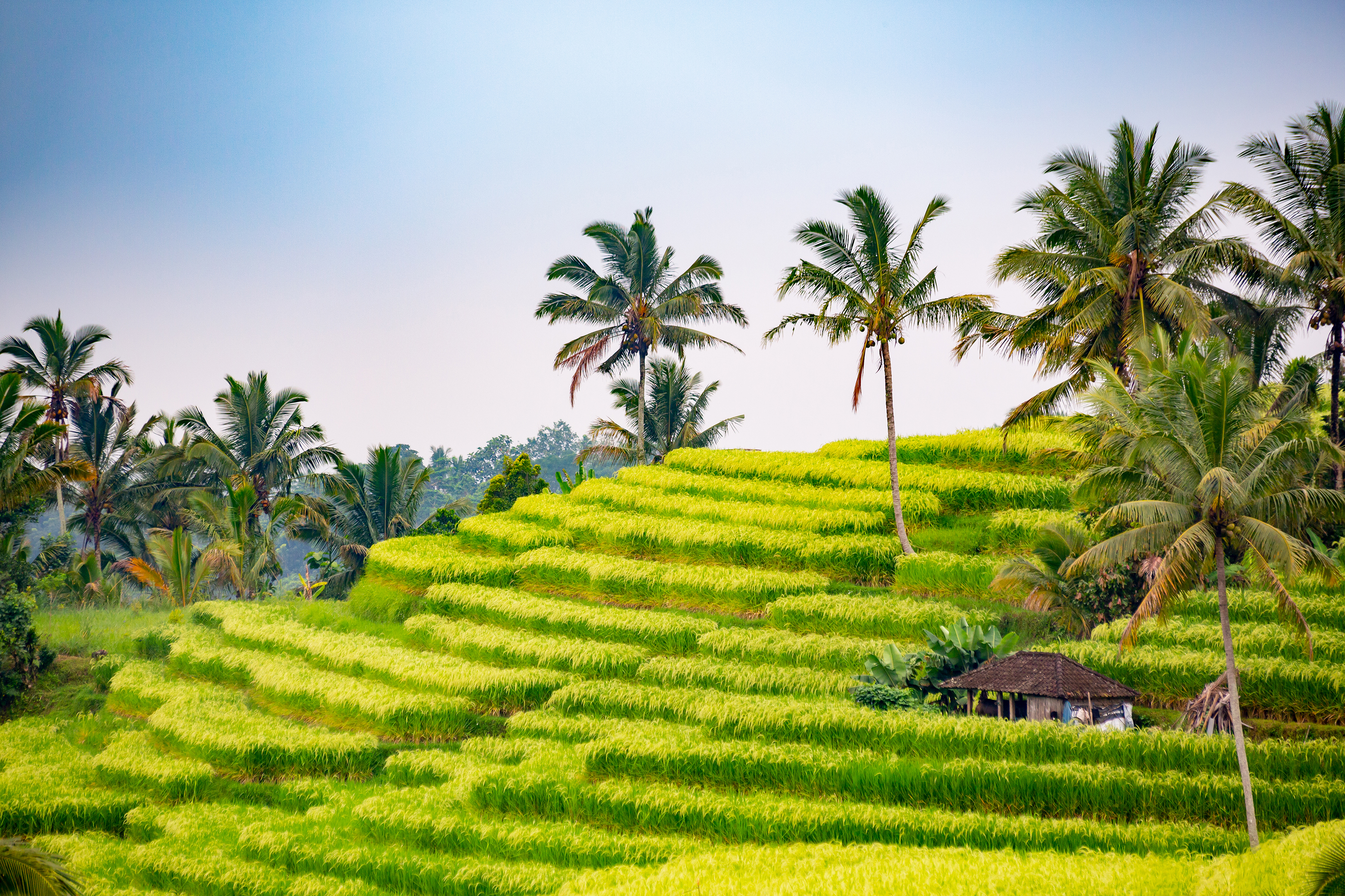 Shutterstock 1441642001