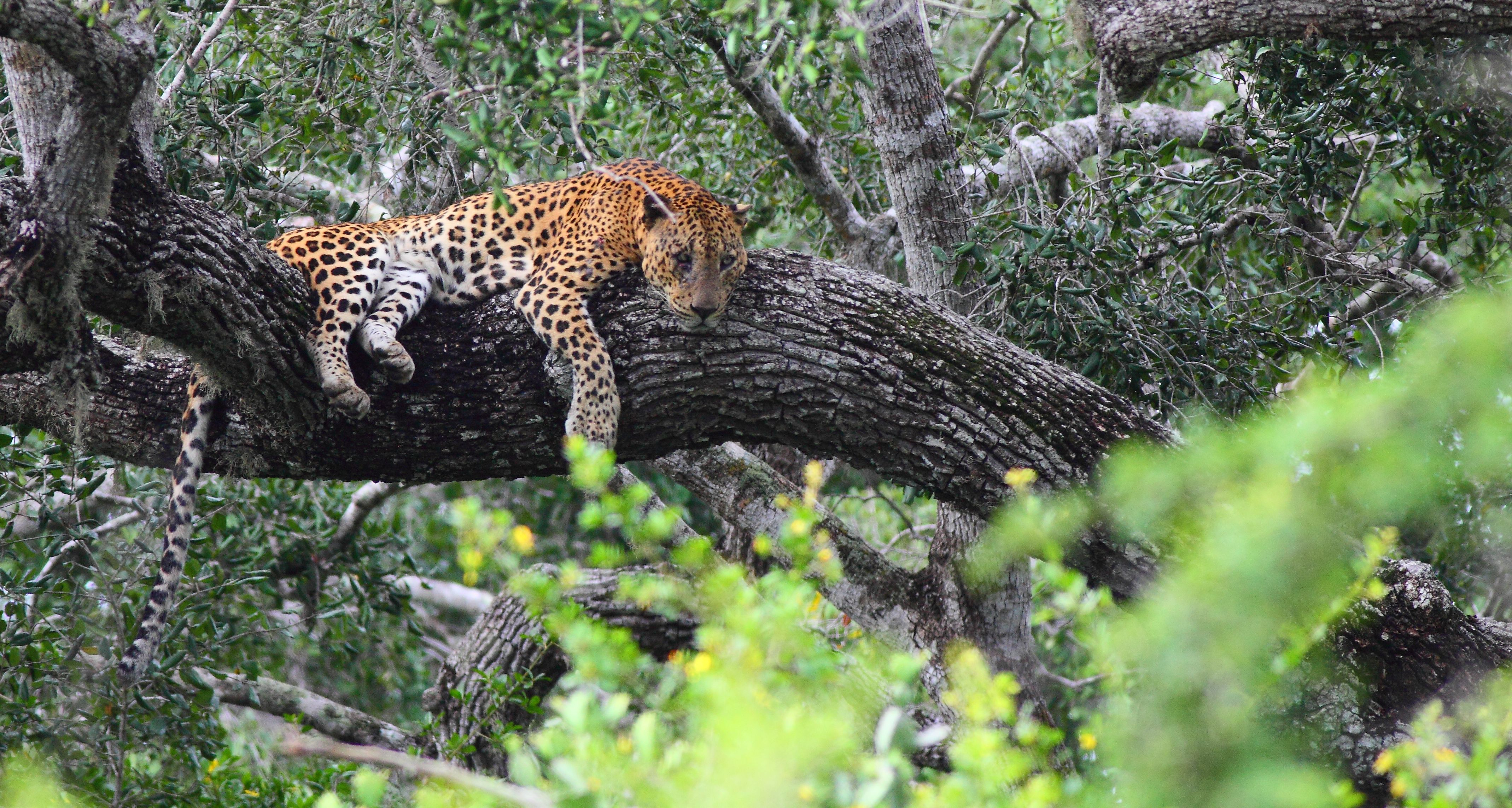 Shutterstock 1490317955 (Leopard I Yala NP)