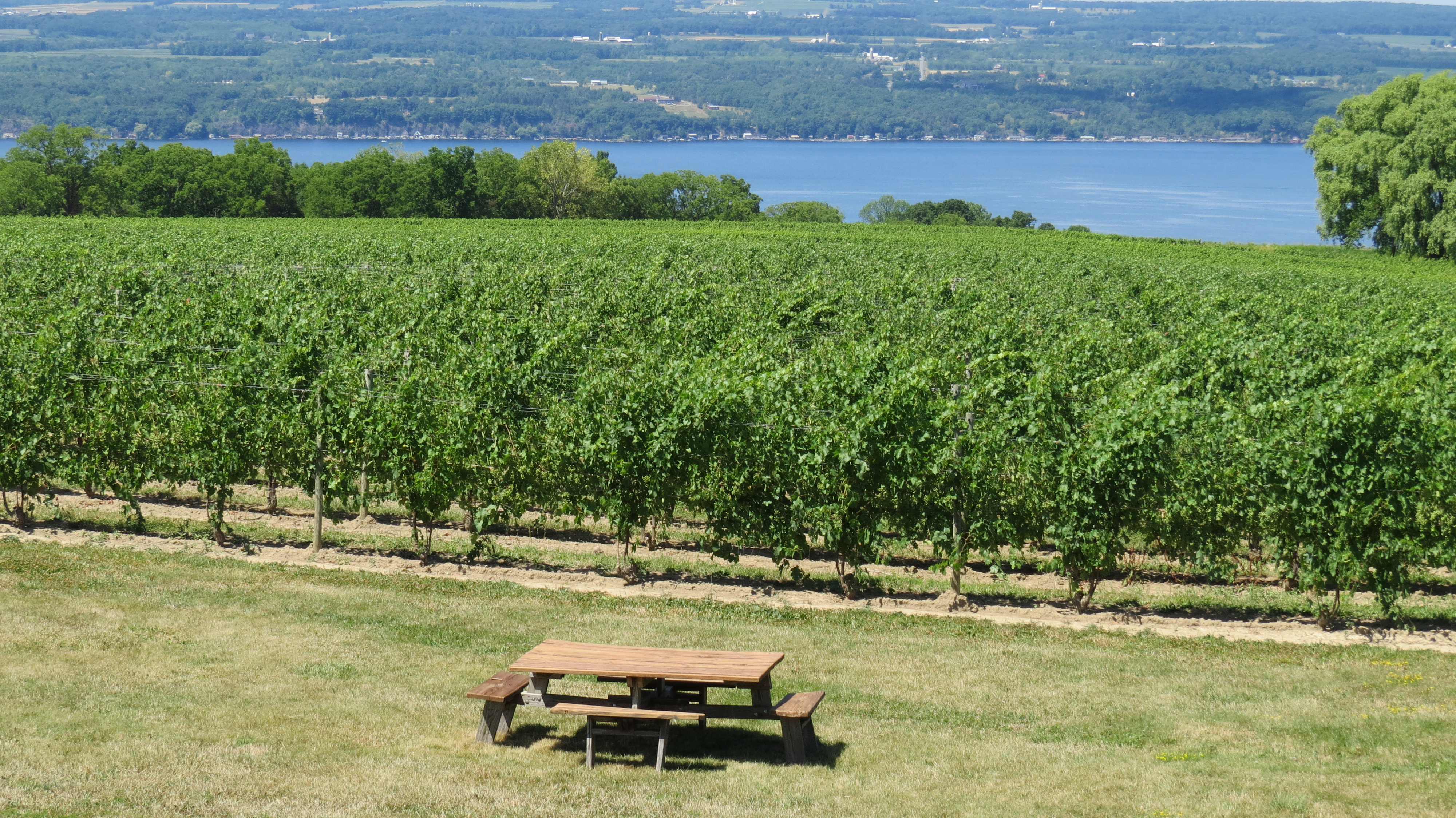 Shutterstock 1672887370 Vineyard View At Finger Lakes, NY
