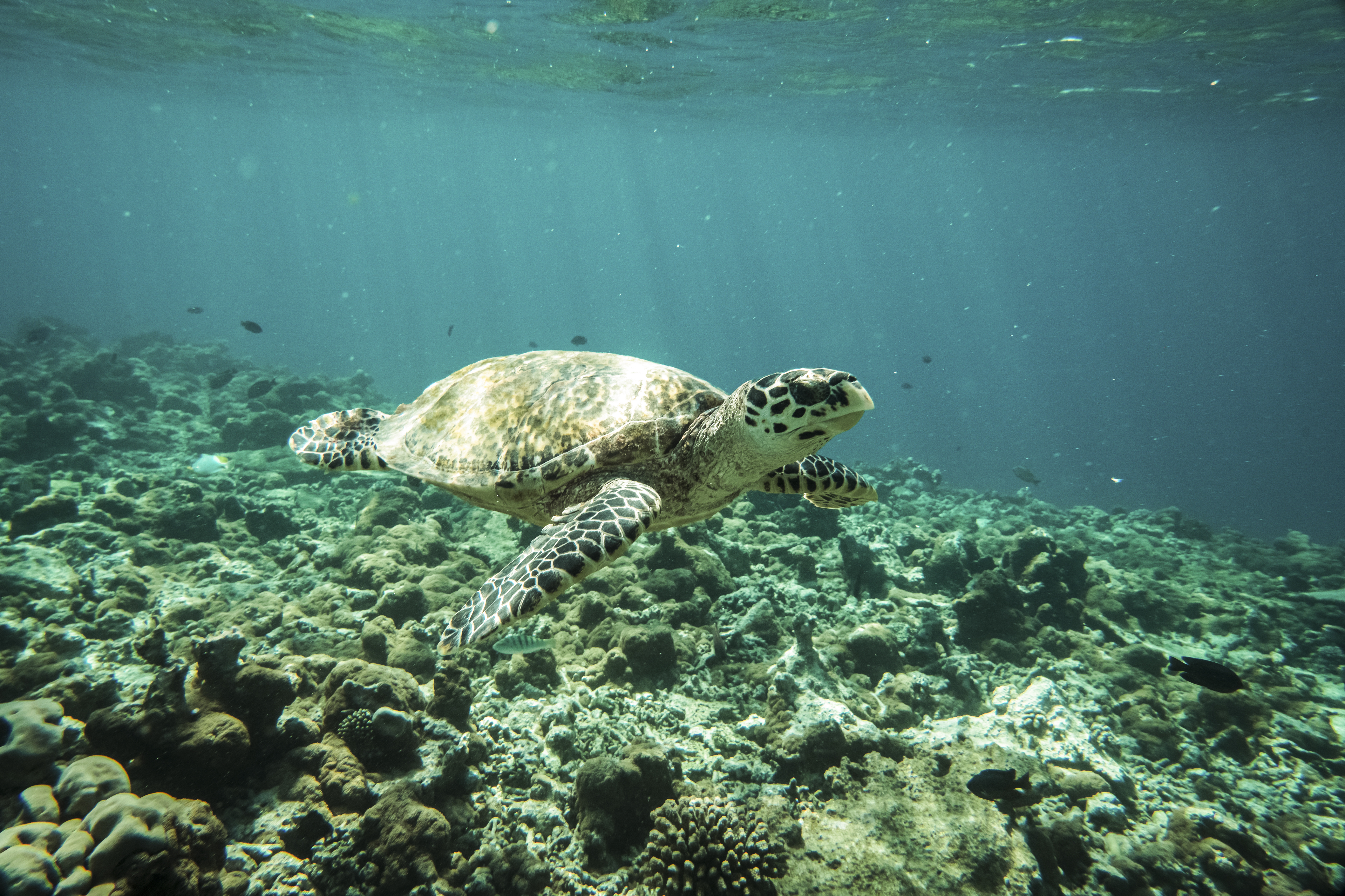 Constance Moofushi Diving 02