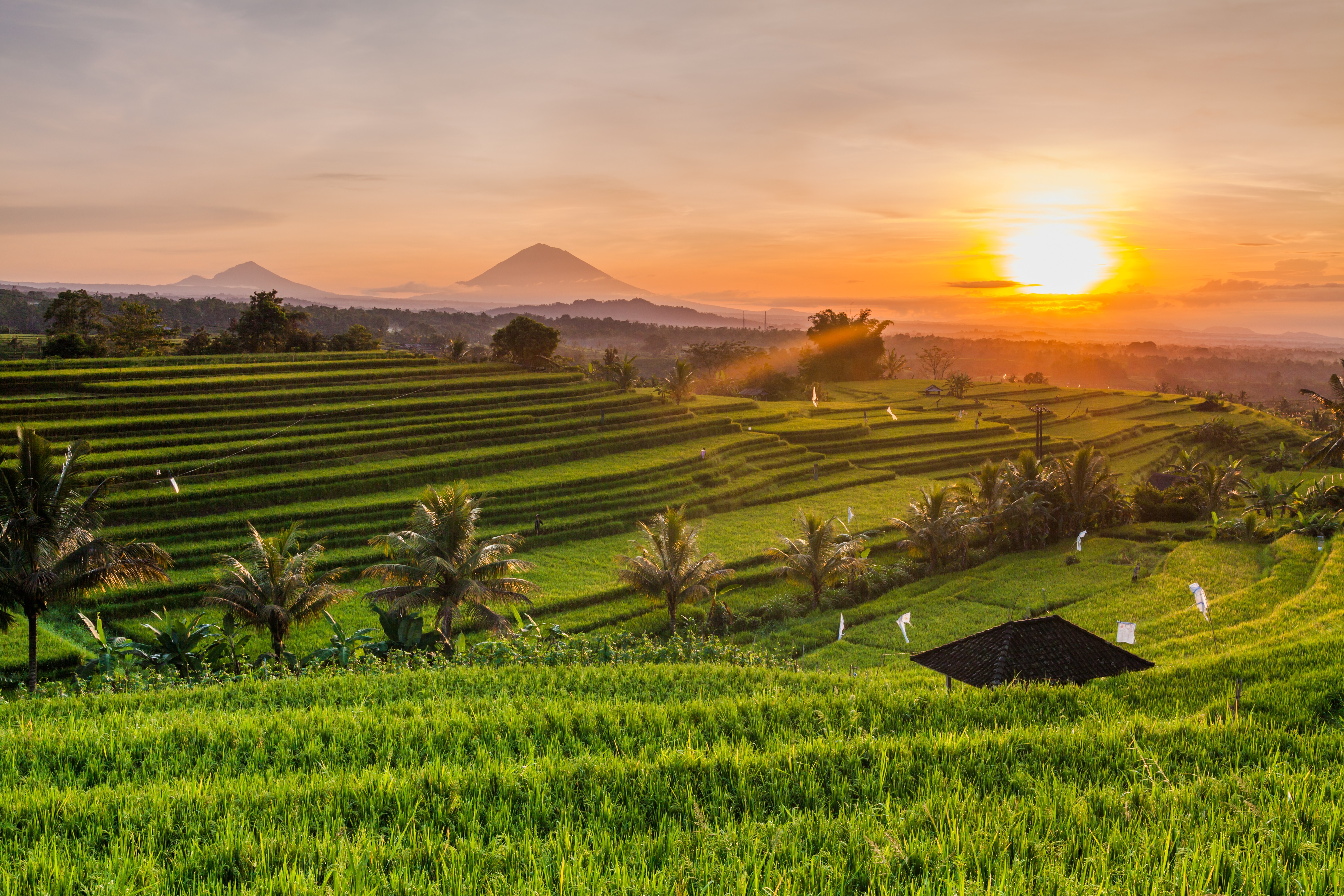 Rice Terraces In Mountains At Sunrise, Bali Indonesia