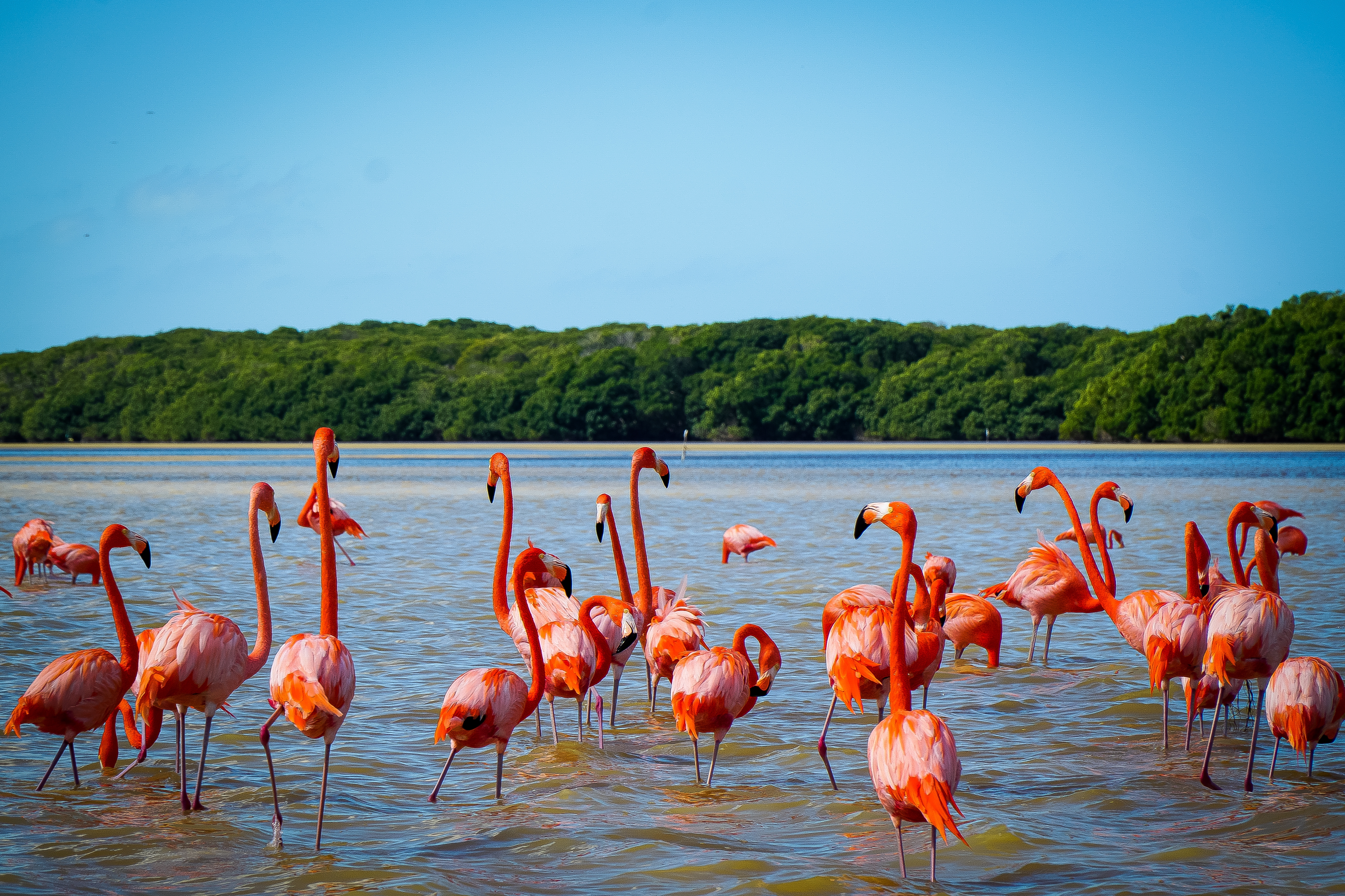 Shutterstock 2364429931 (Family Of Flamingos On Swamp In Merida Yucatan)